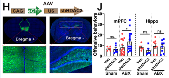 图2 敲低HDAC2后可使大鼠获得优势地位 图2 敲低HDAC2后可使大鼠获得优势地位
